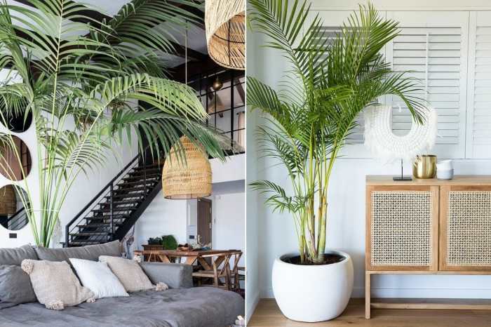 How to decorate the living room with plants