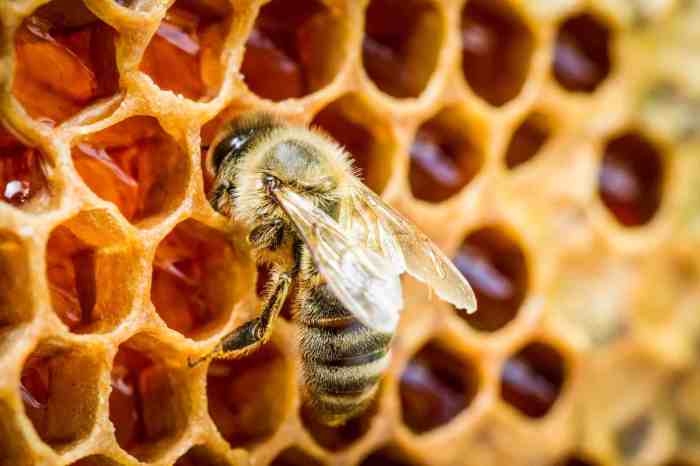 How to make a honey decoration