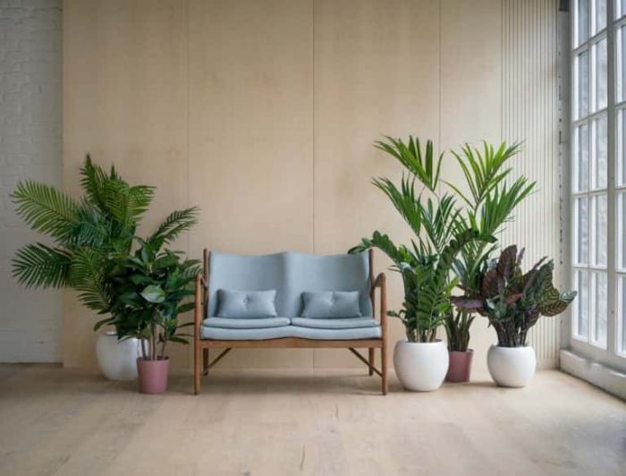 How to decorate the living room with plants