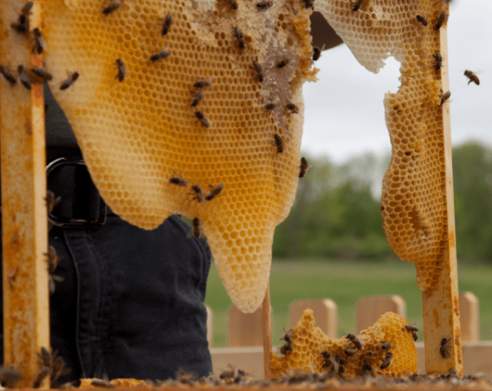 How to make a honey decoration